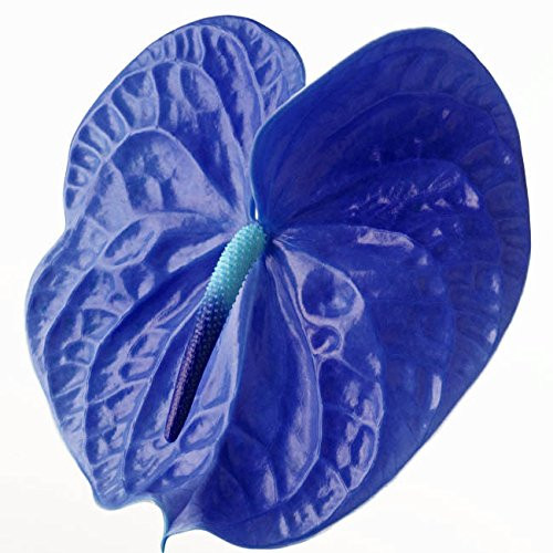 100 pcs Rare Flower Seeds Blue Anthurium Seeds Balcony Potted Flower Seeds for DIY Home Garden Plants