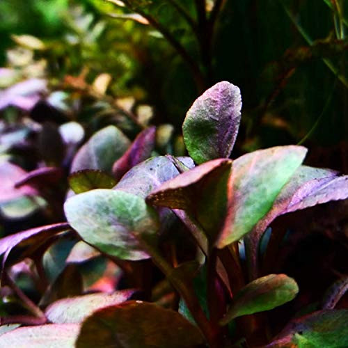 Dwarf Cardinal Plant Potted  Lobelia cardinalis  Purple Tropical Live Aquarium Plants