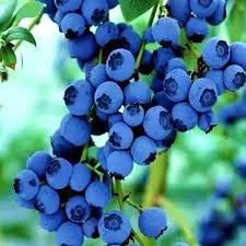 Elwyn 100 Blueberry Fruit Seeds Blue.