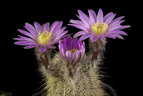 Elwyn 50 Purple Echinocereus Gentryi Succulent Cactus Plants Seeds
