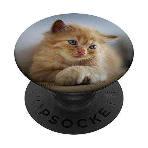 Cute Orange Tabby Kitten Cat Lover Introvert Pet Owner PopSockets PopGrip  Swappable Grip for Phones  and  Tablets