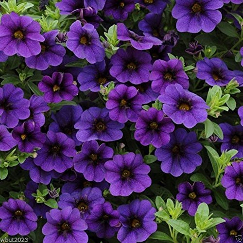 10 Calibrachoa Kabloom Deep Blue - Flowers Seeds -The First Calibrachoa From Seed