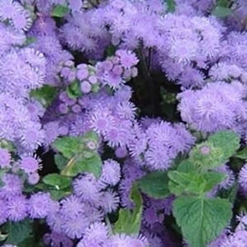 PAPCOOL 25Plus Ageratum Flówer S??DS - Blue A328