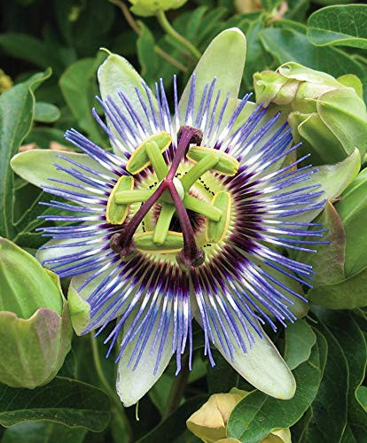 PAPCOOL 25Plus Blue Passion Flówer Passiflora Caerulea Flówer S??DS A503