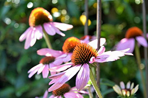 PAPCOOL 200Plus Echinacea Pura S??d - Purple Coneflower Perennial M?dicinal H?rb Flower-Y
