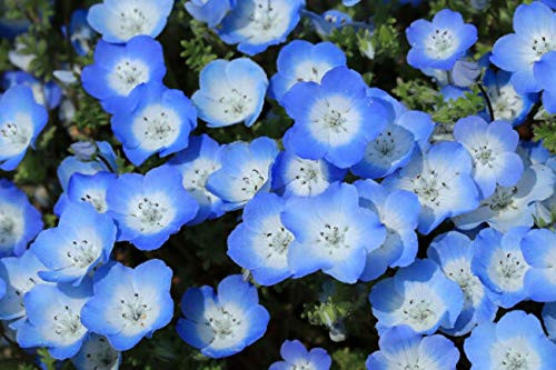 PAPCOOL 250 Baby Blue Eyes S??ds Nemophila Menziesii  Low Ground Cover Flówers Blue