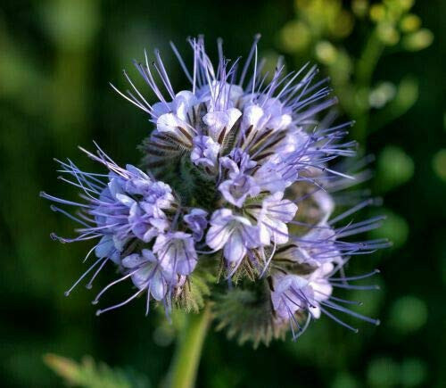 PAPCOOL Lacy Phacelia S??ds 1 700Plus  Purple Tansy Flówer  Tanacetifolia -T