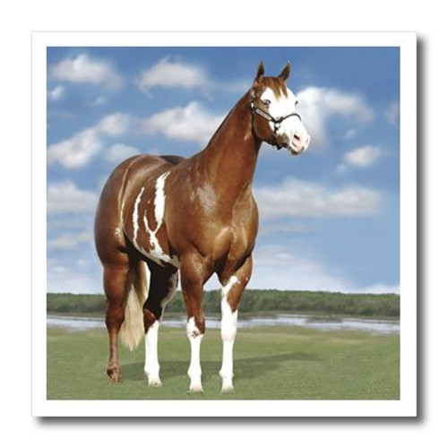 3dRose ht_3536_1 Champion Paint Quarter Horse Iron on Heat Transfer for White Material 8 by 8-Inch 3dRose ht_3536_1 Champion Paint Quarter Horse Iron on Heat Transfer for White Material 8 by 8-Inch