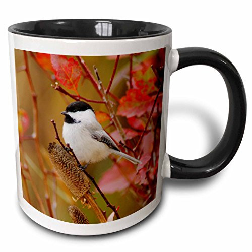 3dRose 84428_4 Capped Chickadee Bird, Grand Teton, Wyoming-NA02 RNU0409-Rolf Nussbaumer Two Tone Black Mug 11 oz White