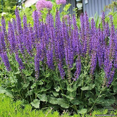PAPCOOL Sage Salvia S??DS for Pl?nting 100 S??DS May Night Blue Salvia Meadow Sage PlusGift for Grówing