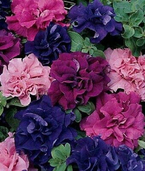 Fresh Seeds - 50 Double Pink Red Purple Mix Petunia Seeds Containers Hanging Baskets Seed   Flowering Seeds Fresh Seeds - 50 Double Pink Red Purple Mix Petunia Seeds Containers Hanging Baskets Seed   Flowering Seeds