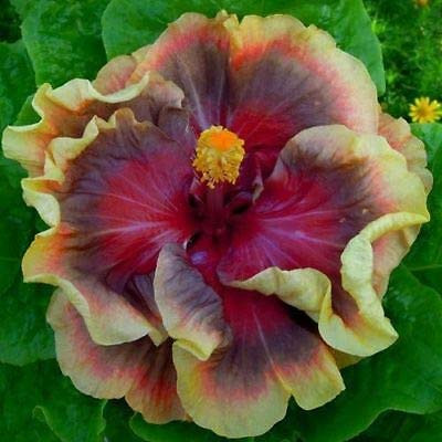 SmartMe 20 ct Purple Maroon Hibiscus Perennial Hardy Flowers Flower