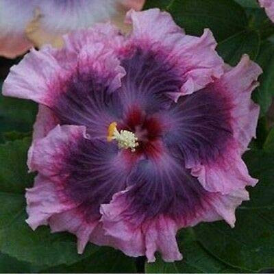 SmartMe 20 ct Dark Light Purple Hibiscus Flowers Flower Perennial