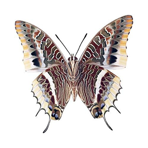 Red and Brown Moth Vinyl Decal - 6" wingspan