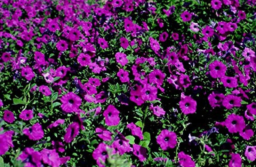 Purple Laura Bush Petunia Violacea Violet Perennial Trumpet Flower Jocad  200 Seeds