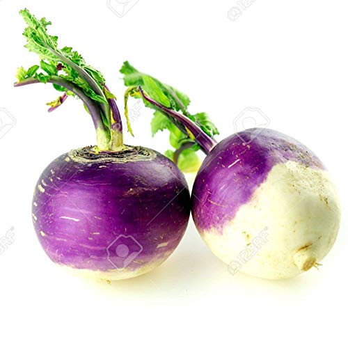 Turnip Garden Seeds - Purple Top White Globe - 1 Lb - Non-GMO  Heirloom Vegetable Garden  and  Microgreens Seeds