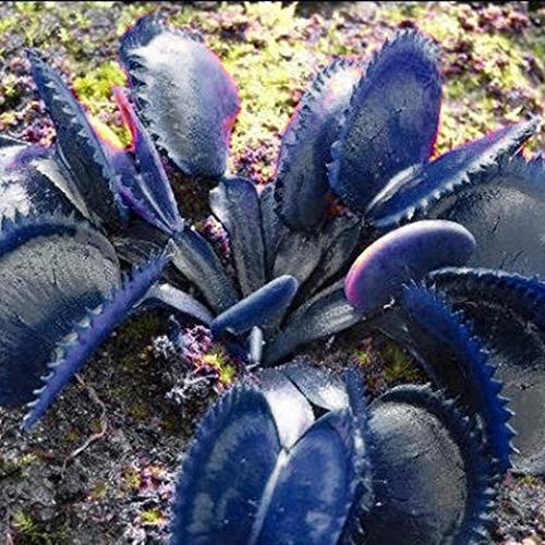 100pcs Rare Colorful Dionaea muscipula Mix Blue red Coffee  Venus Fly Trap  House Plant  Indoor Plants Hardy Perennial Flower Seeds