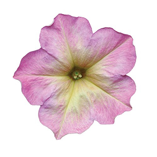 Burpee Debonair Dusty Rose Hybrid Petunia Seeds 10 pelleted
