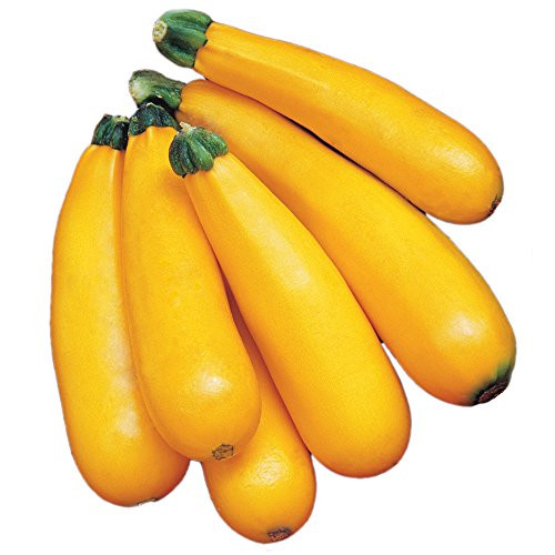 Burpee Golden Zucchini Summer Squash Seeds 50 seeds