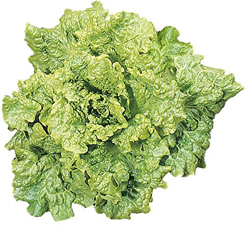 Burpee Simpson Elite Lettuce Seeds 700 seeds