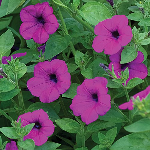 Burpee Tickled Pink Hybrid Petunia Seeds 10 seeds
