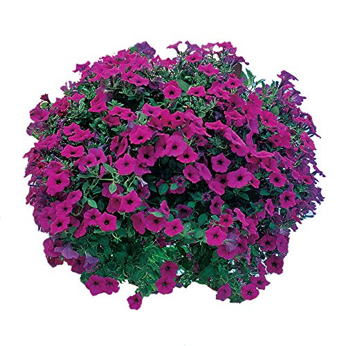 Burpee Purple Wave Petunia Seeds 15 pelleted