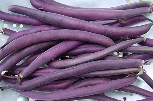 HeirloomSupplySuccess 35 Heirloom Royal Burgundy   Purple Bush Bean Seeds