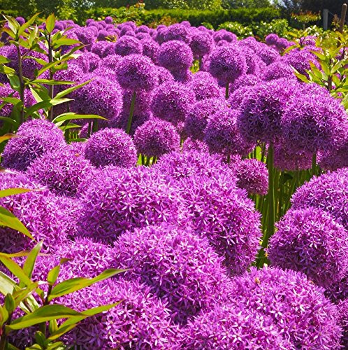 25 Seeds of Allium Giganteum - Giant Allium. Ornamental with 5-6 Inch Lilac-Purple Flower Heads