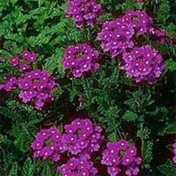 1000 Purple Verbena Moss Seeds