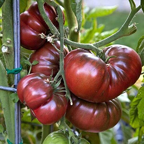 PAPCOOL  20  Cherokee Purple Heirloom Tomato Se?ds