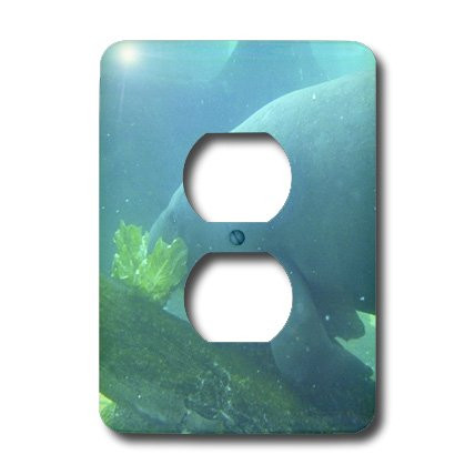 3dRose lsp_7864_6"Manatee Munch" 2 Plug Outlet Cover Multicolor