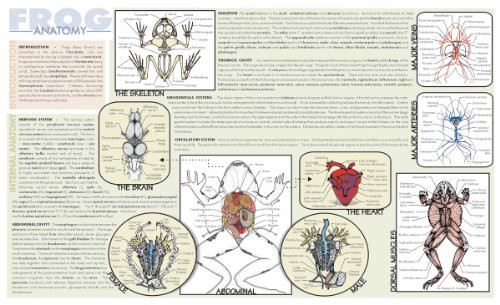 Frey Scientific 588850 Laminated Frog Dissection Mat  9.75 x 16" Size