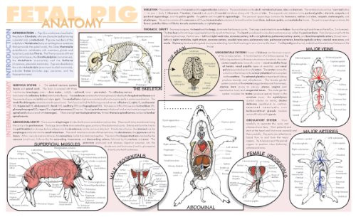 Frey Scientific 588856 Laminated Fetal Pig Dissection Mat  9.75 x 16" Size