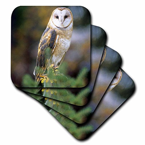 3dRose CST_84070_1 Barn owl on a Fence Post - NA02 JAL0000 - John Alves - Soft Coasters  Set of 4