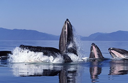 Posterazzi A Group of Humpback Whale Feeding from a Bubble net in Southeast Alaska. Poster Print by VWPics Stocktrek Images 17 x 11 Varies Posterazzi A Group of Humpback Whale Feeding from a Bubble net in Southeast Alaska. Poster Print by VWPics Stocktrek Images 17 x 11 Varies