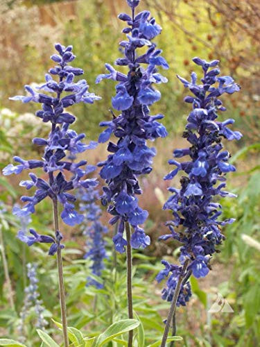 PAPCOOL Sage S??DS for Pl?nting - Blue Sage 100 S??DS Mealy Sage GMO Free for Gr?wing