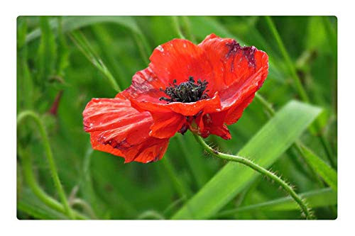LESGAULEST Doormat Floor Rug Mat  23.6 x 15.7 inch  - Poppy Field Poppies Flowers Red Meadow 2 LESGAULEST Doormat Floor Rug Mat  23.6 x 15.7 inch  - Poppy Field Poppies Flowers Red Meadow 2
