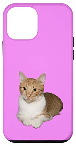 iPhone 12 mini Orange Tabby Cat Case