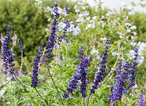 PAPCOOL 200 Blue Bedder Sage S??DS Salvia Farinacea Annual for Grówing