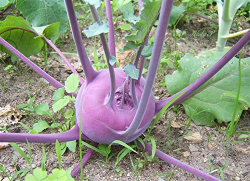 2000 Purple Vienna Kohlrabi Brassica Oleracea Gongylodes Vegetable Grand Can Grow in Pot 2000 Purple Vienna Kohlrabi Brassica Oleracea Gongylodes Vegetable Grand Can Grow in Pot