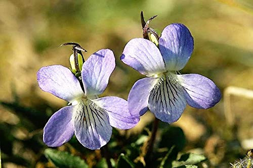 100 Prairie Violet Purple Viola Coastal Larkspur Pedatifida Palmata Flower ALYFP ct Can Grow in Pot 100 Prairie Violet Purple Viola Coastal Larkspur Pedatifida Palmata Flower ALYFP ct Can Grow in Pot