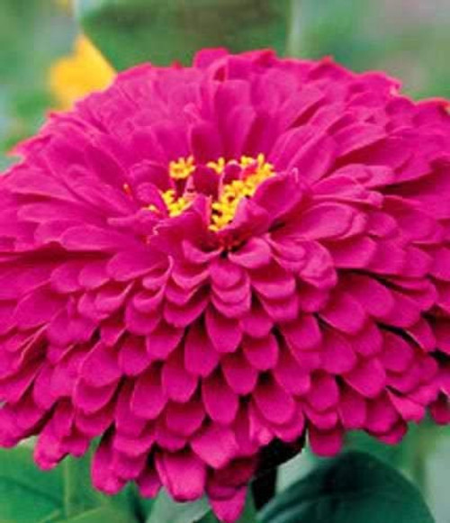 250 Purple Prince Zinnia Elegans Flower KKZP ct Can Grow in Pot 250 Purple Prince Zinnia Elegans Flower KKZP ct Can Grow in Pot