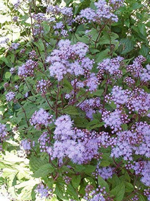 100 Purple MISTFLOWER  Hardy or Wild Ageratum  Eupatorium Coelstinum Flower  ASFP  ct Can Grow in Pot