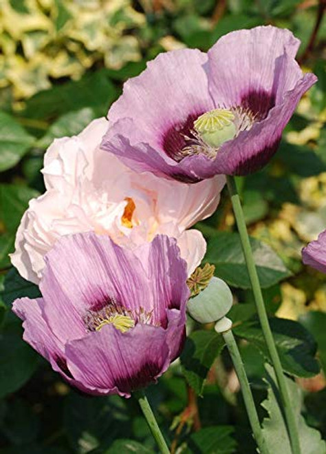 1000 Single Lilac Poppy Papaver Somniferum Purple Heirloom Flower ASFP ct Can Grow in Pot 1000 Single Lilac Poppy Papaver Somniferum Purple Heirloom Flower ASFP ct Can Grow in Pot