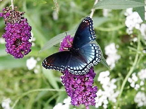 50 Violet Butterfly Bush Buddleia Davidii Purple Flower  RSLNP  ctFlat Shipping Can Grow in Pot