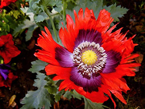 200 JIMI'S Flag Poppy Scarlet Red Electric Lavender and Deep Purple Papaver Somniferum Flower RSLNP ct Can Grow in Pot 200 JIMI'S Flag Poppy Scarlet Red Electric Lavender and Deep Purple Papaver Somniferum Flower RSLNP ct Can Grow in Pot