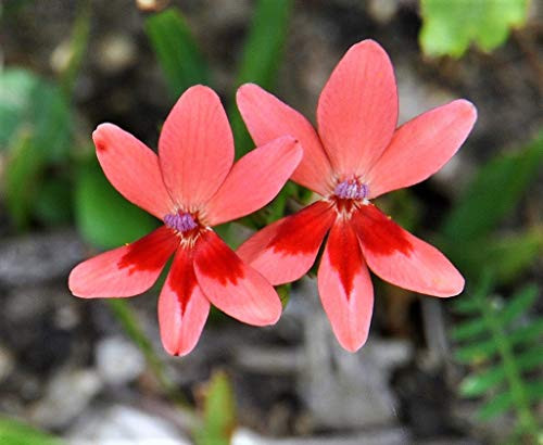 20 Painted Petals Freesia Mixed Colors Anomatheca Laxa Red Blue Pink White Purple Flower  WGWP  ct Can Grow in Pot