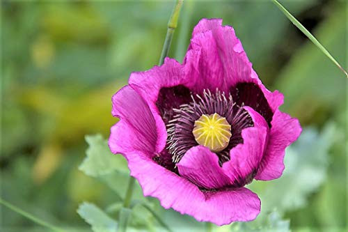 1000 Hungarian BREADSEED Poppy Papaver Somniferum Purple Blue Flower WGWP ctFlat Shipping Can Grow in Pot 1000 Hungarian BREADSEED Poppy Papaver Somniferum Purple Blue Flower WGWP ctFlat Shipping Can Grow in Pot