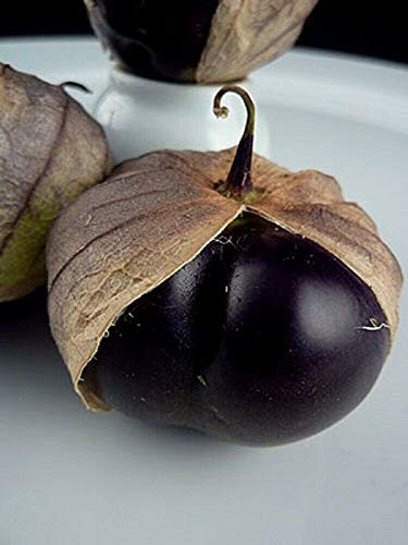 Purple Tomatillo - 50 ct - Make Salsa Verde