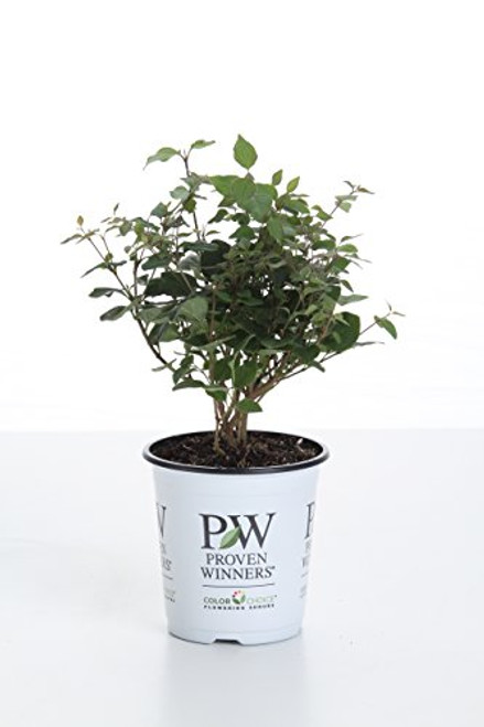 Proven Winners SYRPRC1207800 Baby Kim Llilac Live Plant  4.5 in. Qt  Purple Flowers